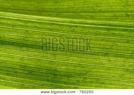 natürlichen Hintergrund