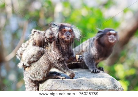 The Common Marmoset (callithrix Jacchus) White-eared Monkey Family: Male And Female With Baby
