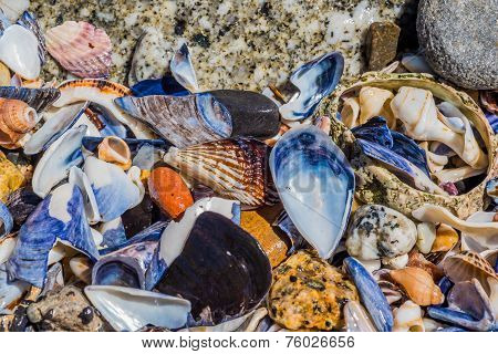 Assorted Shells