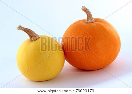 Two mini pumpkins on a white background