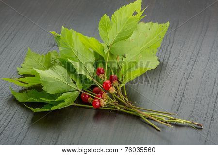 Stone Bramble