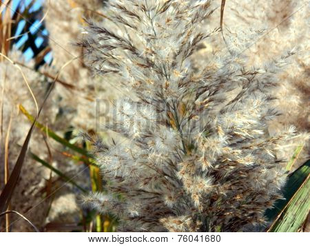 Pussywillow