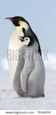 Kaiserpinguine (Aptenodytes Forsteri)