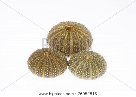 some seashell of sea urchin isolated on white background