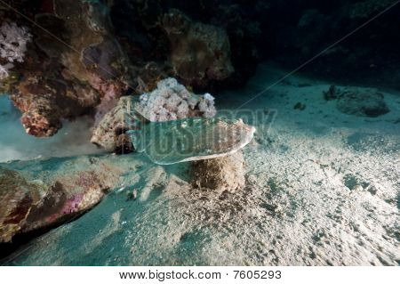 Leopardo siluro Ray