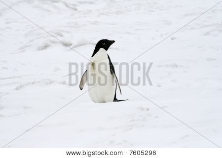 Adelie 펭귄 (pygoscelis Adeliae)