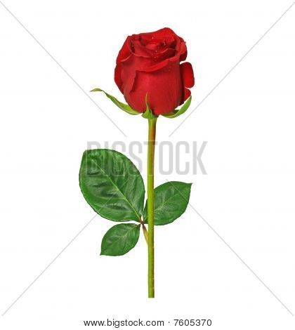 Vörös Rózsa elszigetelt fehér background
