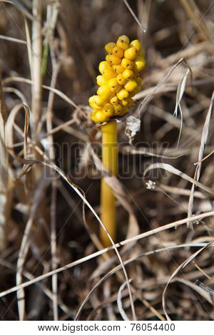 Arum Italicum Fruits