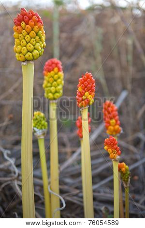 Arum Italicum Fruits