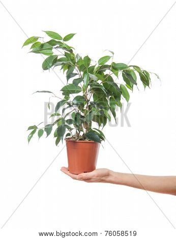 Female hand holding a potted plant, isolated on white background