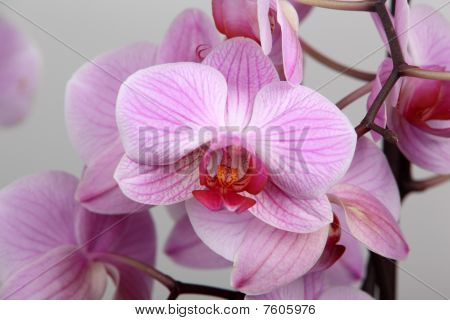 Orquídea phalaenopsis rayas rosa