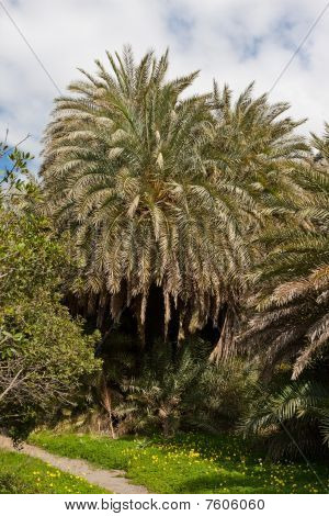 Las Palm Preveli