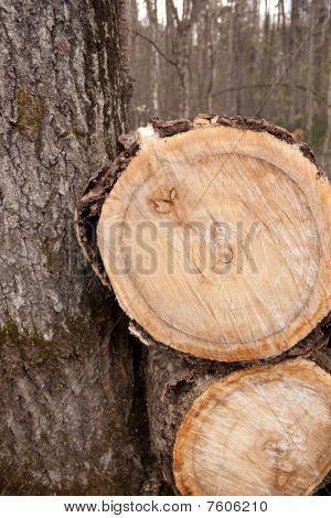 Deforestazione