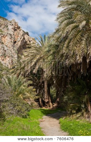 Las Palm Preveli