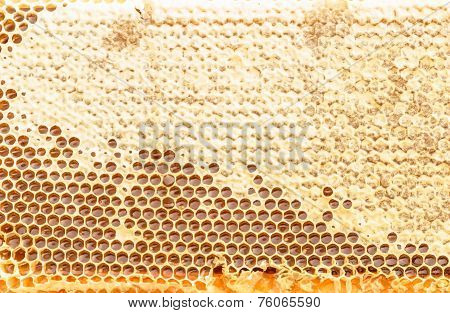 Fresh Honeycomb Textured Background