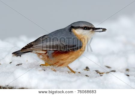 nuthatch bird in natural habitat (sitta europaea)
