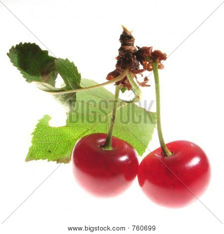 třešeň