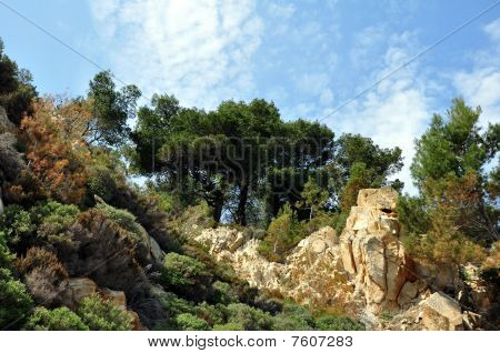 pine trees