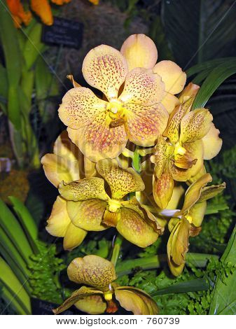 Orchid