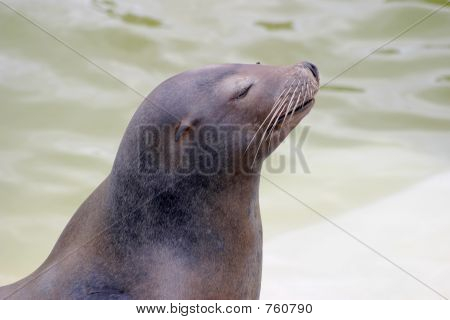 snootyseal2