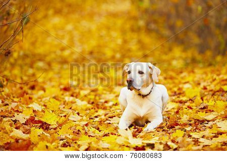 Dog In Autumn