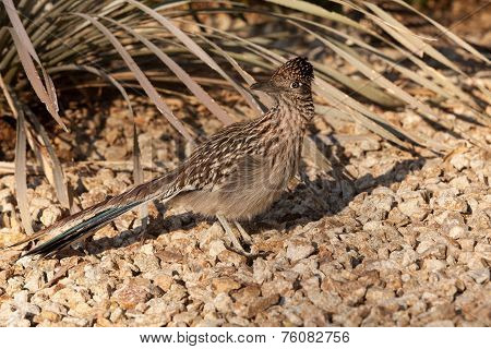 Roadrunner