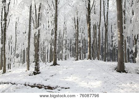 Winter woods forest sunrise morning Nature landscape Nature background landscape Nature snow Nature background landscape Nature background landscape Nature landscape Nature background trees Nature landscape Nature background landscape Nature landscape.