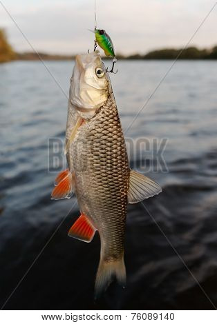 Chub caught on a plastic bait, autumn scenics