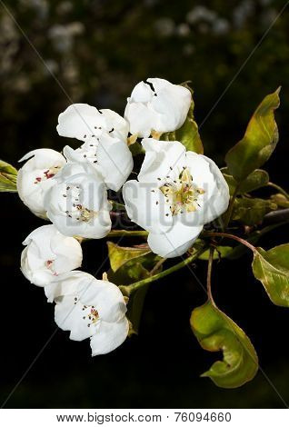 pear blossom