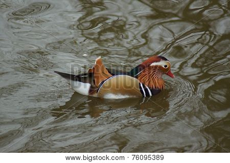 Mandarin Duck - Aix Galericulata