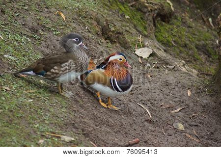 Mandarin Duck - Aix Galericulata