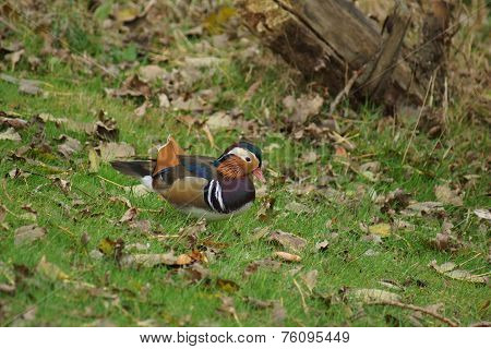 Mandarin Duck - Aix Galericulata