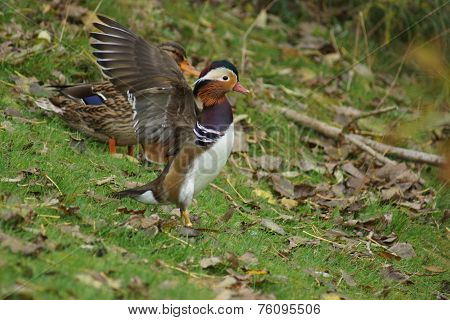 Mandarin Duck - Aix Galericulata