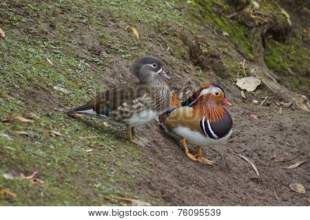 Mandarin Duck - Aix Galericulata