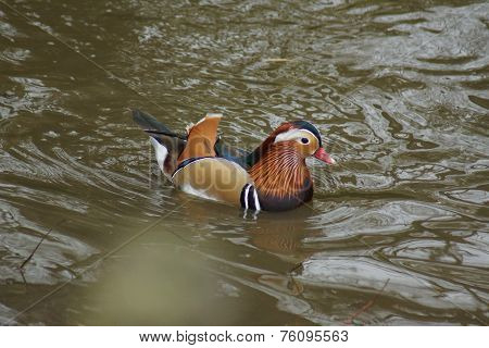 Mandarin Duck - Aix Galericulata