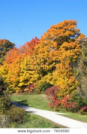 Alberi