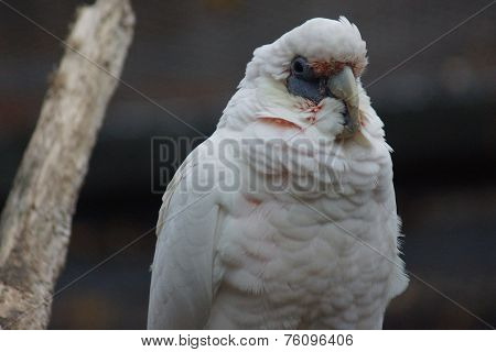 Slender-billed Corella - Cacatua tenuirostris