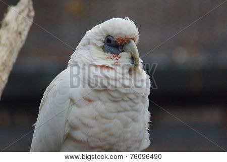 Slender-billed Corella - Cacatua tenuirostris