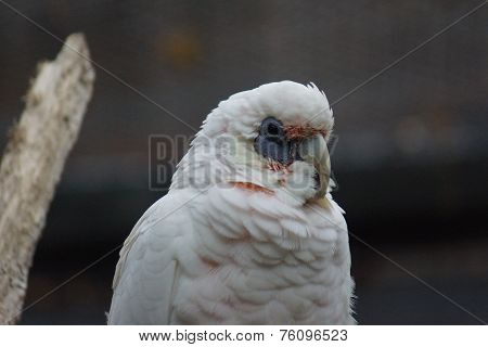 Slender-billed Corella - Cacatua tenuirostris