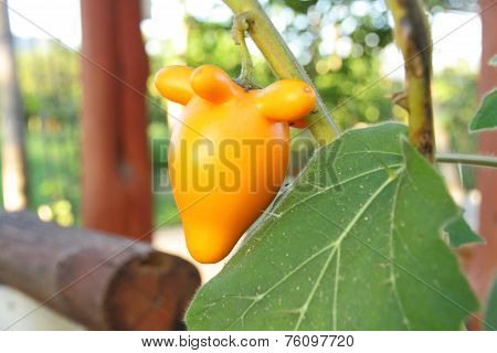Nipple Fruit