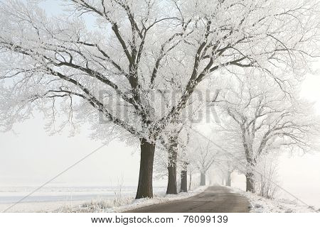 Country road among frosted trees