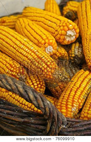 Corn in the basket