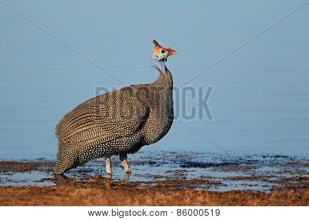 Helmeted guineafowl (Numida meleagris) at a waterhole, Etosha National Park, Namibia