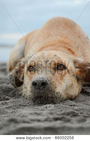 Dirty Dog