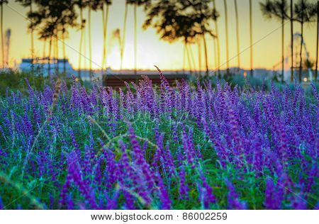 Lavender Field