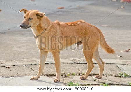 Brown Dog