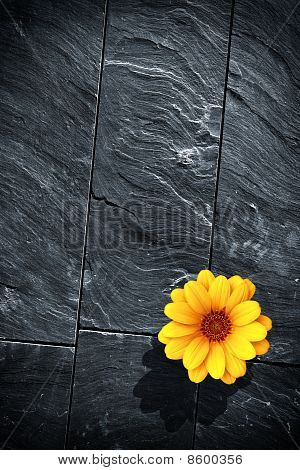 Schist černá květina