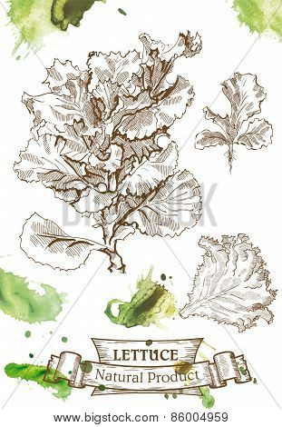 Detailed image of lettuce