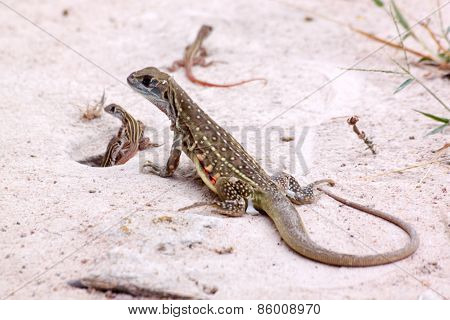 Butterfly Lizard And Baby
