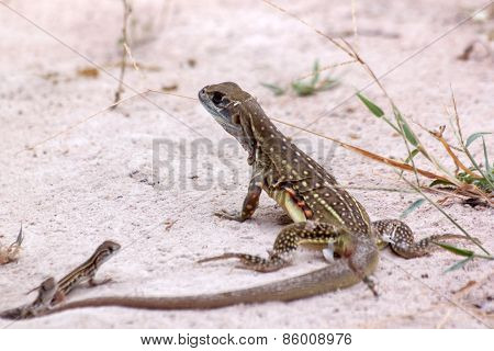 Butterfly Lizard And Two Baby